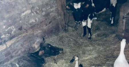 Horror w gospodarstwie w Miłoszowie. Wśród martwych zwierząt bawiły się niepełnosprawne dzieci