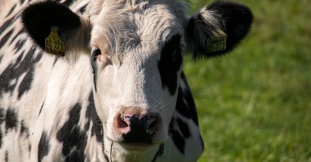 Białko mleka krowiego to przeżytek. Teraz pełnowartościowe białko powstanie z drobnoustrojów