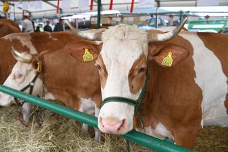 "Krowa Plus", czyli ministerstwo chce nagradzać za dobre warunki życia zwierząt
