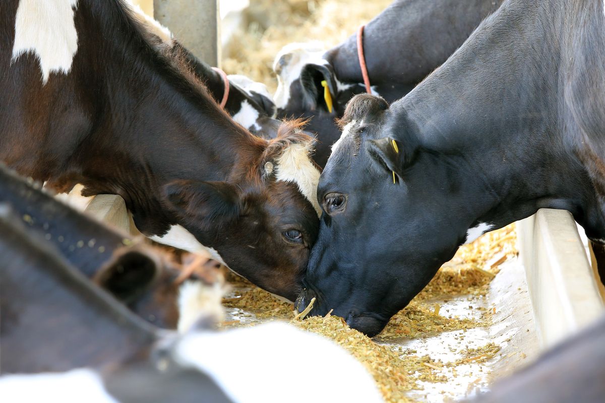 Mięso chorych krów trafiło do Szwecji. Podejrzaną wołowinę z Polski zakupiły cztery hurtownie