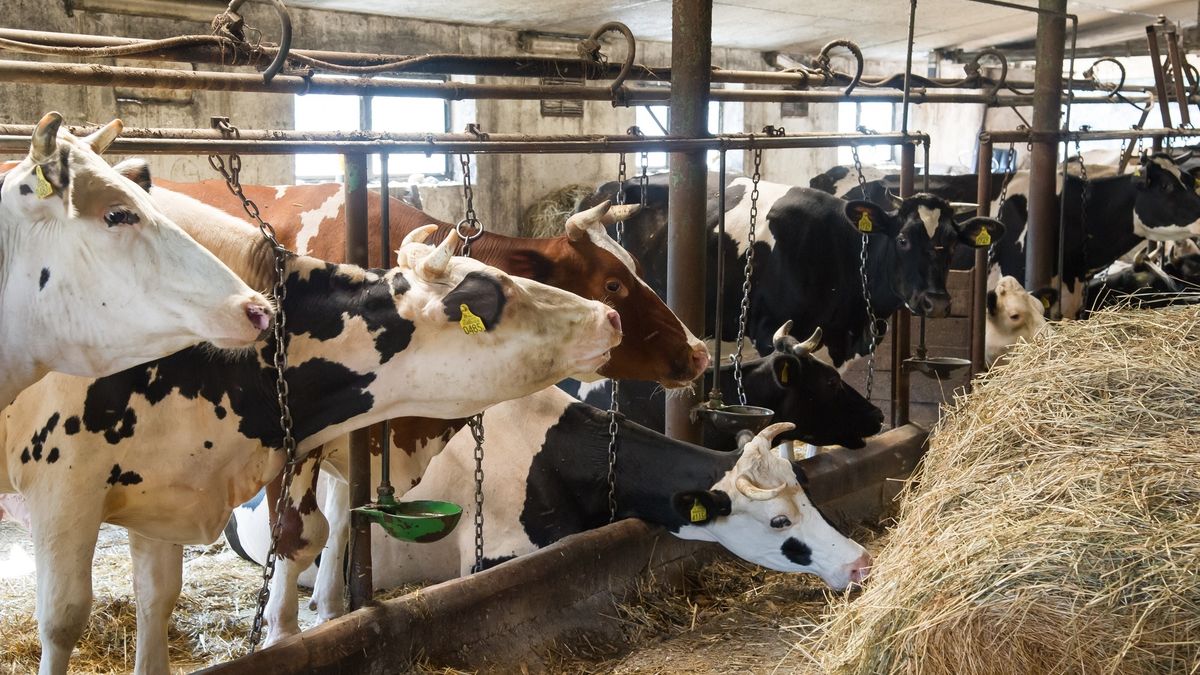 Są nieoficjalne wyniki badania polskiego mięsa przez unijnych inspektorów