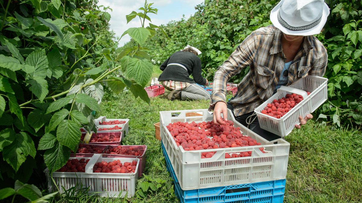 Ukraińcy to już stały element polskiego rynku pracy. Z zasiłków raczej nie korzystają