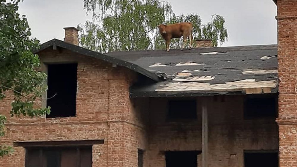 Krowa chodziła po dachu jednego z budynków.