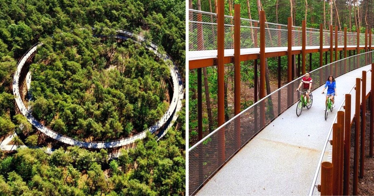 Amazing Cycling Track among Trees! 9 Photos Showing a Path Where Cycling Is Nothing but Pleasure!