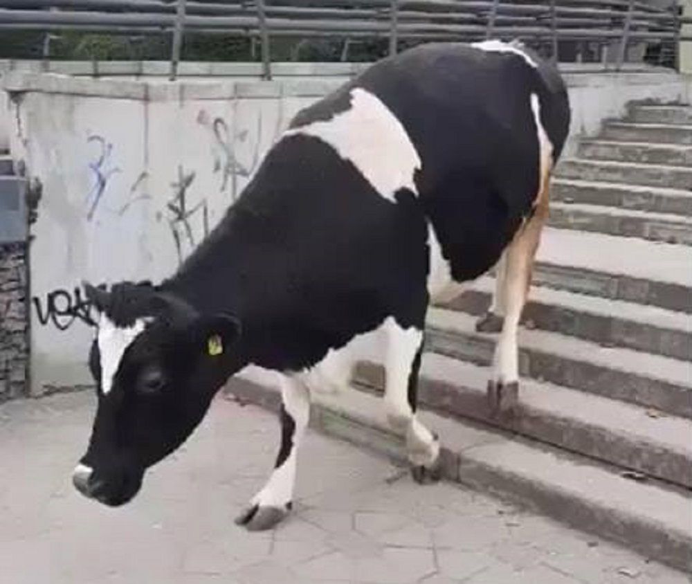 Krowa biegała ulicami Wrocławia. Uciekła z uczelni