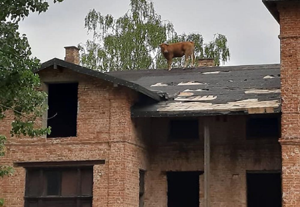 Krowa chodziła po dachu jednego z budynków.