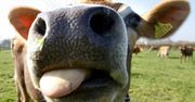 Zapomnijcie o kozie, teraz jest nowa era - Cow Simulator