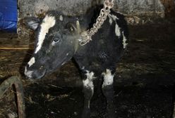 Pomoc po artykule WP. Zareagowała firma De Heus