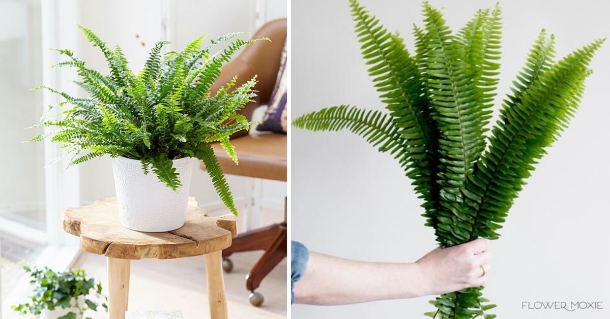 House Ferns. How to Take Care of Them