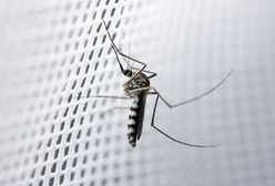 Chroń się przed owadami – moskitiery do każdego domu