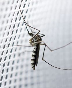 Chroń się przed owadami – moskitiery do każdego domu