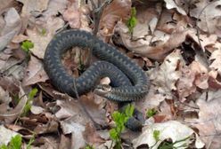 Warszawa. Przyciągnęło go szczekanie psów. W ogródku znalazł metrową żmiję