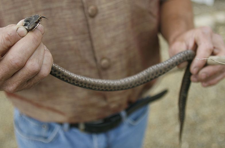Żmija zygzakowata jest jedynym jadowitym gatunkiem węża, żyjącym w Polsce