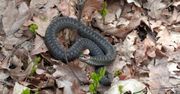 Warszawa. Przyciągnęło go szczekanie psów. W ogródku znalazł metrową żmiję
