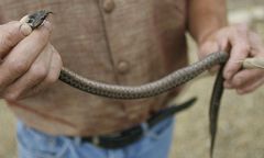 Plaga żmij na południu Polski. Leśnicy: nie prowokujcie