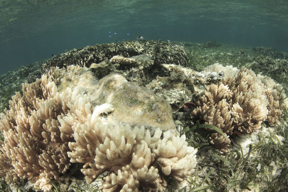 Rafy koralowe mogą zniknąć całkowicie z powierzchni Ziemi do 2100 roku