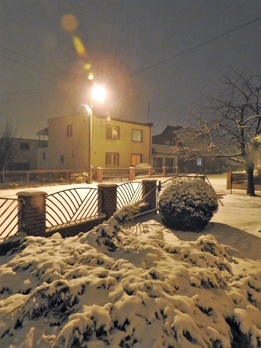 Rośliny pod śniegiem 