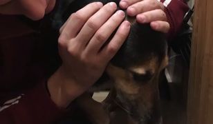 Tak zwierzaki "bawiły się" w Sylwestra. Właściciele robili, co mogli