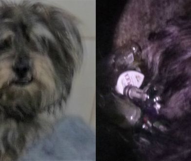 Wyrzucił psa do kontenera na szkło. Straż miejska prosi o pomoc