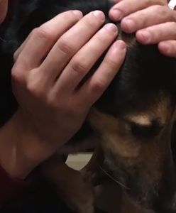 Tak zwierzaki "bawiły się" w Sylwestra. Właściciele robili, co mogli