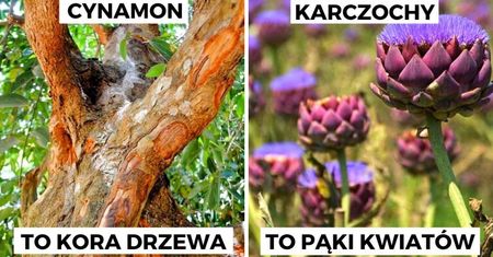 Jak rosną produkty żywnościowe, zanim trafią na nasz stół?