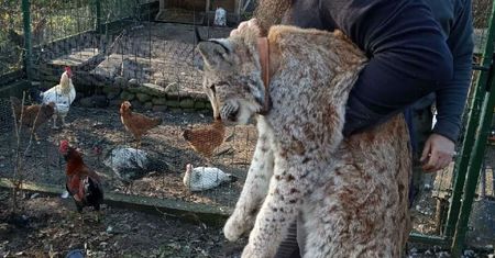 Zjadł kurę, koguta, kaczkę, potem zasnął. Wiadomo, co się stanie z niesfornym rysiem