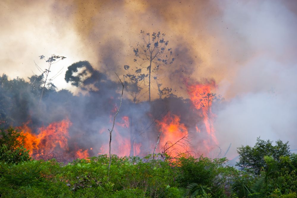 Amazonia otrzyma setki milionów dolarów. Do darczyńców dołączył Emmanuel Macron