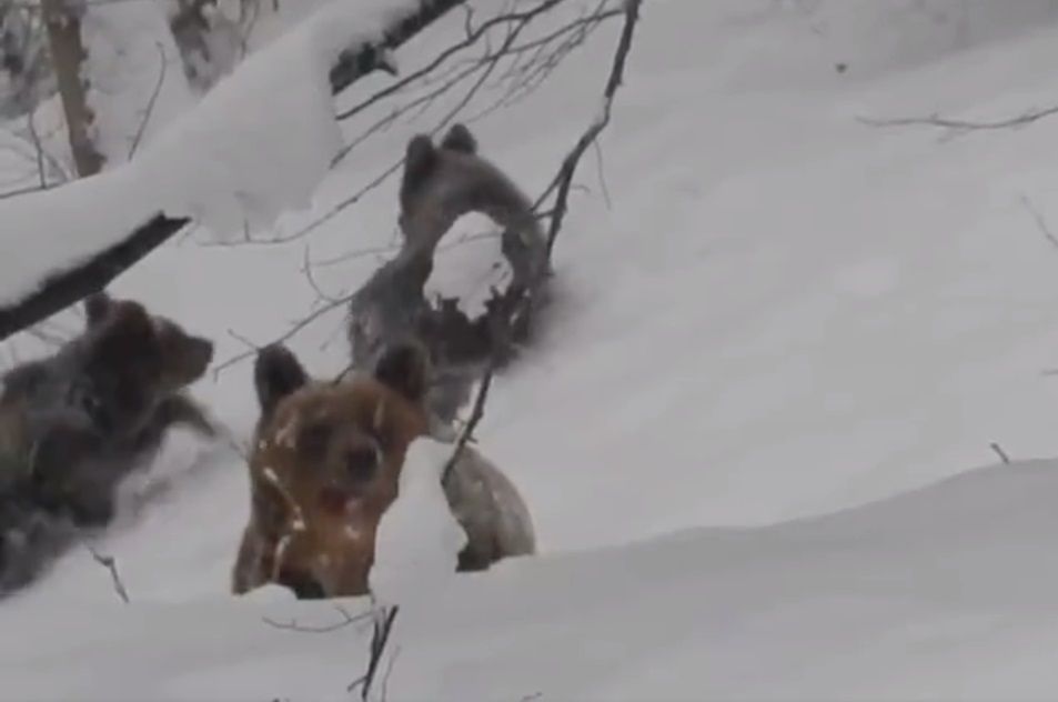 Niedźwiedzica z młodymi szła prosto na leśniczego, krzyknął "Nie!". Oto, co się stało