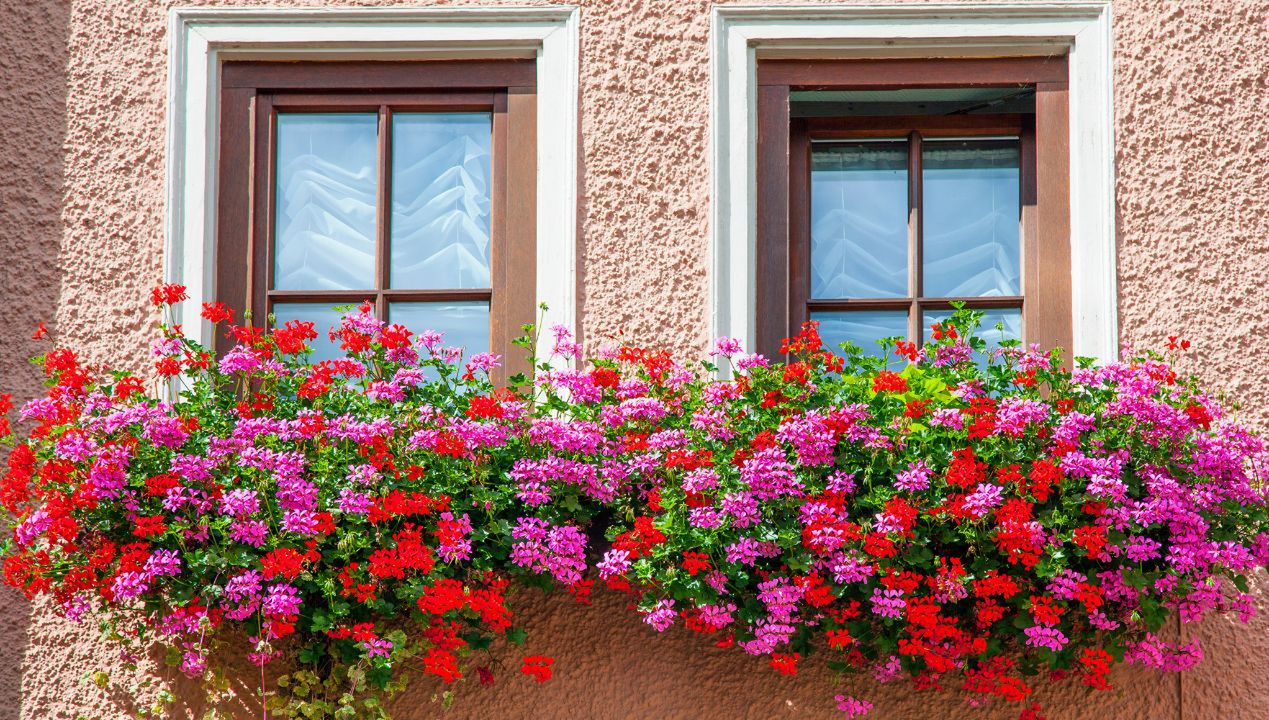 Kiedy wystawić pelargonie na balkon? Pelargonie kaskadowe mają jeden termin