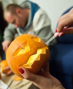 Halloween nakręca plantatorów. Zbiory dyni ostro w górę. Największa ważyła 870 kg