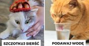 Kiedy żar leje się z nieba. 6 bezpiecznych patentów na to, jak ochłodzić kota w upały