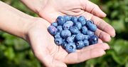 Dodaję jeden produkt z kuchni i podlewam borówkę. Obficiej owocuje i jest odporna na choroby