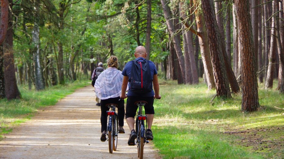 Zdjęcie ilustracyjne. Szlak rowerowy w lesie