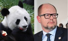 Internauci polemizują z prezydentem Gdańska Pawłem Adamowiczem. Wszystko przez pandy