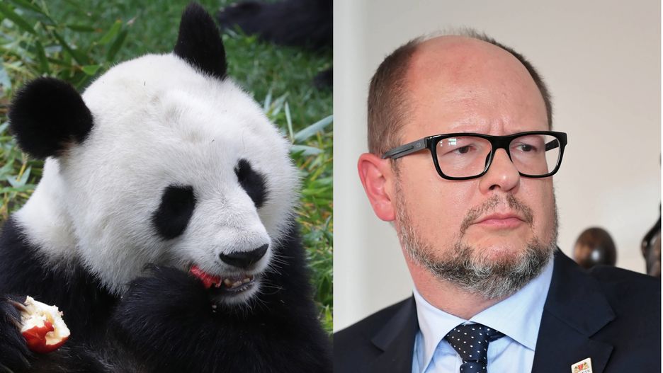 Prezydent Gdańska Paweł Adamowicz ogłosił rozpoczęcie starań o ściągnięcie zwierząt do miasta