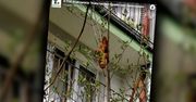Zagraniczne media zainteresowały się “lagunem” z Krakowa.