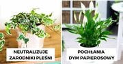 20 roślin domowych, które nie tylko efektownie wyglądają, ale także roztaczają dobrą aurę