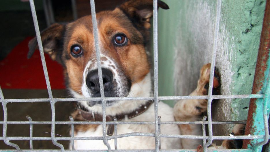 Schronisko normalnie pracuje, przyjmuje zwierzęta i wydaje je do adopcji