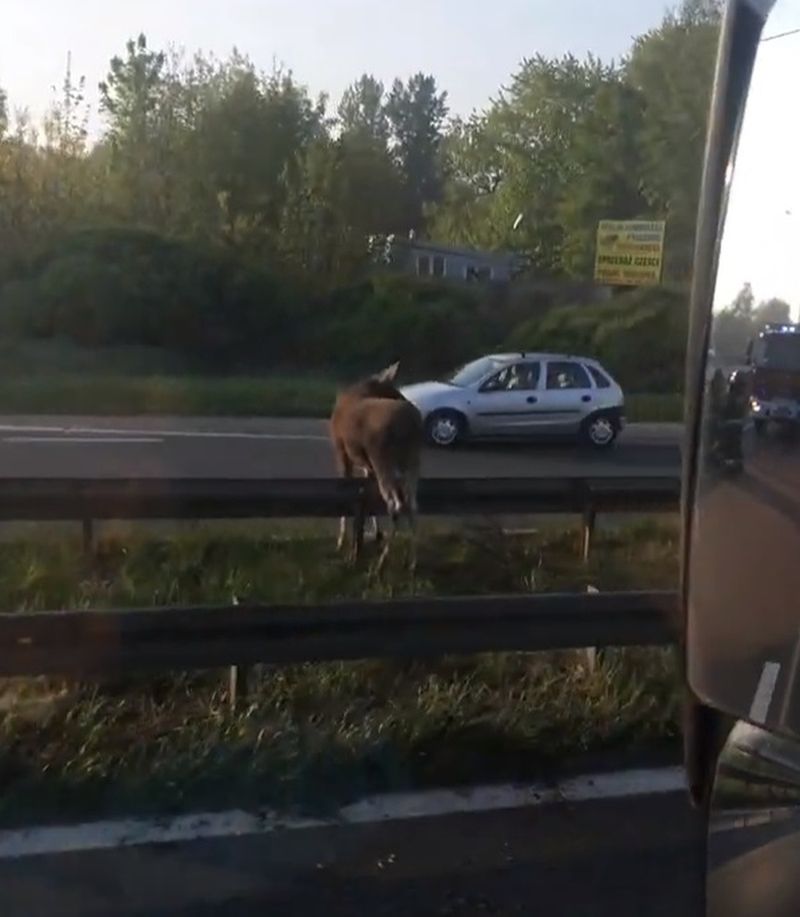Łoś zatarasował drogę w Sosnowcu. Ranne zwierzę na DK94