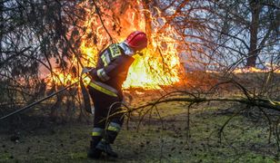 Majówka zagrożona. Możliwe zakazy wstępu do lasów