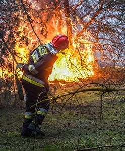 Majówka zagrożona. Możliwe zakazy wstępu do lasów