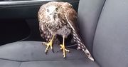 Jastrząb uciekał przed huraganem. Zamiast lecieć, wsiadł do taksówki