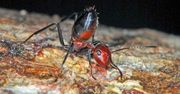 Mrówki stworzone do wojny. Wybuchają żółtą mazią o zapachu curry