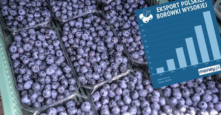 Borówka amerykańska coraz częściej jest polska. Jesteśmy już wiceliderem w Unii