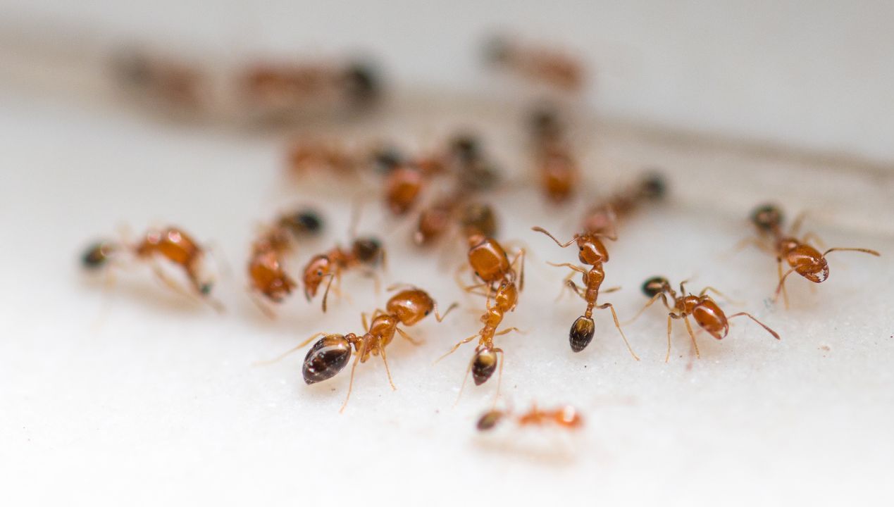 5 sposobów na mrówki, które najlepiej sprawdzają się w domu i ogrodzie