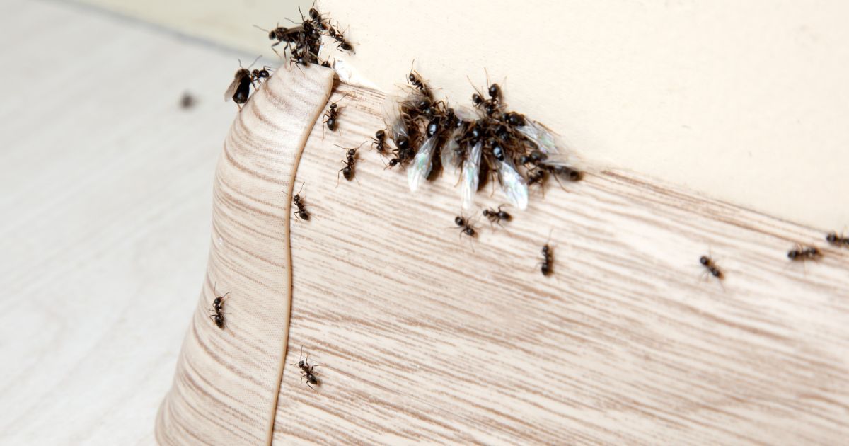 Mrówki w domu - Pyszności; Foto: Canva.com