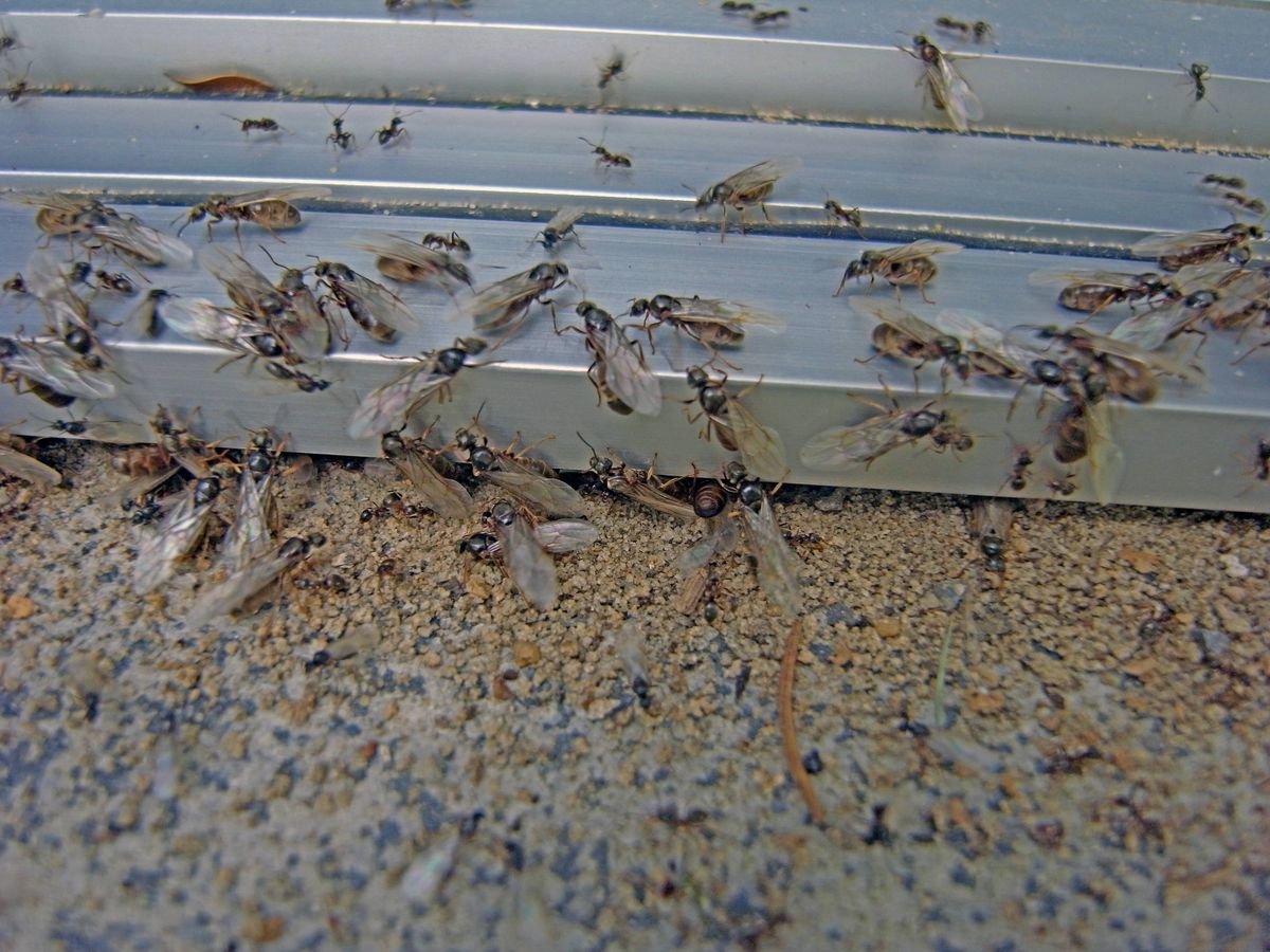 Inwazja latających mrówek na Białołęce. "Prawdziwa plaga"