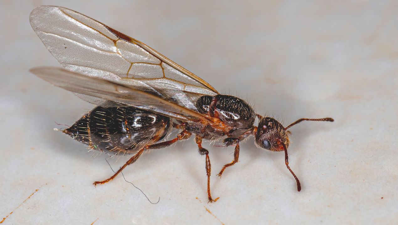 Jak odstraszyć latające mrówki fot. getty images