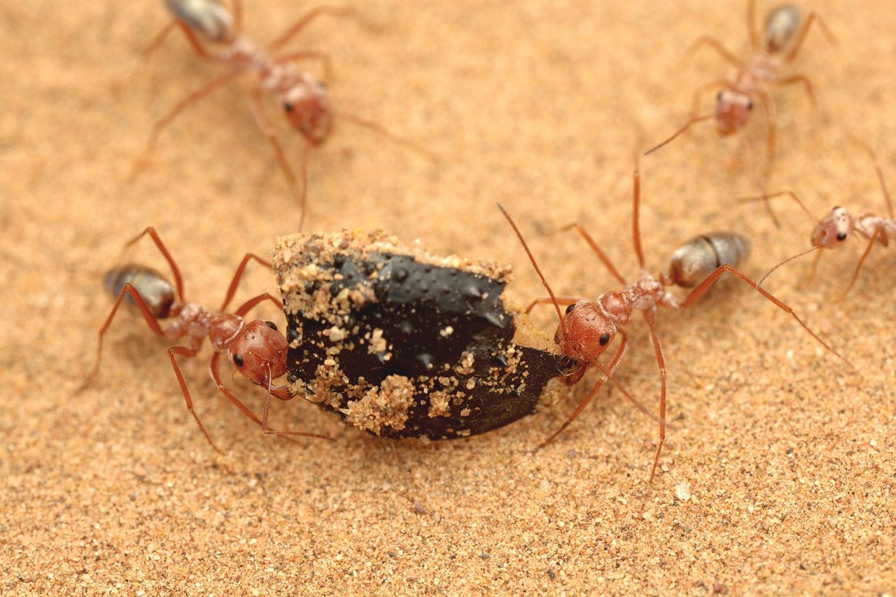 Najszybsze mrówki na świecie. Potrafią osiągnąć niesamowitą prędkość
