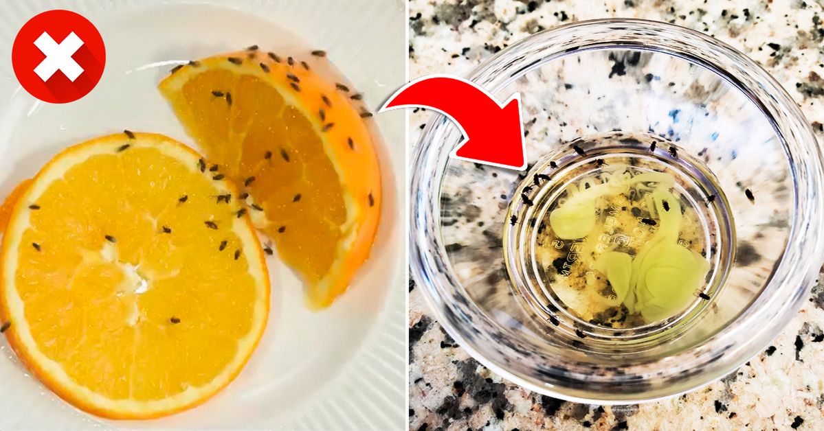 How to Get Rid of Fruit Flies – a Simple Hack to Forget Them Once and for All